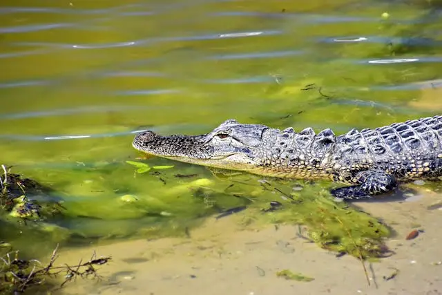 Gatorland
