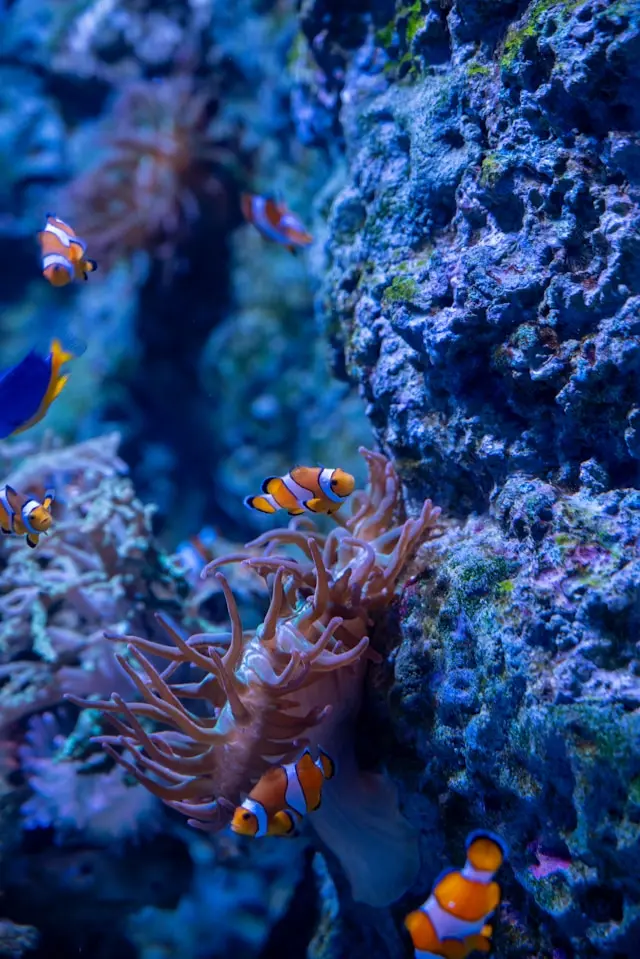 SEA LIFE London Aquarium